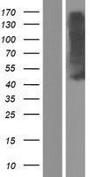 ls004988 mu opioid receptor oprm1 human over expression lysates nm 001145284 wb testing 3