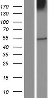 ls004988 mu opioid receptor oprm1 human over expression lysates nm 001145286 wb testing 4