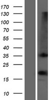 OR1D2 Human Over-expression Lysates NM_002548