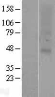 OR2C1 Human Over-expression Lysates NM_012368