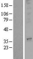ls004995 or3a2 human over expression lysates nm 002551 wb testing 1