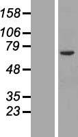 ORC2 Human Over-expression Lysates NM_006190