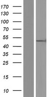 ORC4L (ORC4) Human Over-expression Lysates NM_001190881