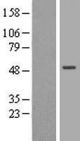 ORC4L (ORC4) Human Over-expression Lysates NM_002552