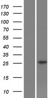 ls005003 slc22a18as human over expression lysates nm 007105 wb testing 1