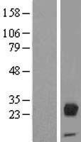 ls005005 orosomucoid 2 orm2 human over expression lysates nm 000608 wb testing 1