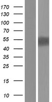 ls005026 p2x5 p2rx5 human over expression lysates nm 175080 wb testing 2