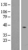 ls005029 p2y2 p2ry2 human over expression lysates nm 002564 wb testing 2