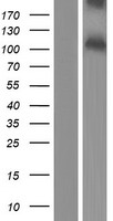 PACE4 (PCSK6) Human Over-expression Lysates NM_138320