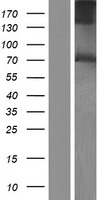 ls005046 pace4 pcsk6 human over expression lysates nm 138325 wb testing 4