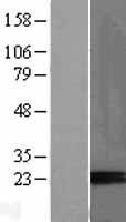 PAEP Human Over-expression Lysates NM_001018049