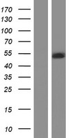 ls005048 lis1 pafah1b1 human over expression lysates nm 000430 wb testing 1