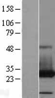 ls005050 pafah1b3 human over expression lysates nm 002573 wb testing 2