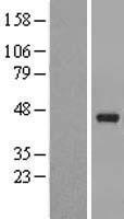ls005051 pafah2 human over expression lysates nm 000437 wb testing 1