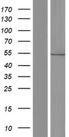 ls005053 pah human over expression lysates nm 000277 wb testing 1