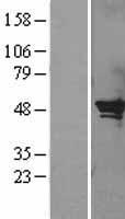 ls005055 serpinb2 human over expression lysates nm 001143818 wb testing 1