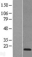 REG3A Human Over-expression Lysates NM_138937