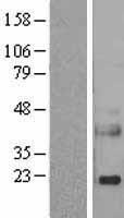 ls005068 reg3a human over expression lysates nm 138938 wb testing 3