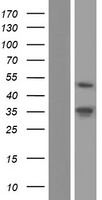 ls005076 pax2 human over expression lysates nm 003989 wb testing 6