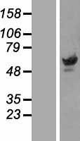 PAX3 Human Over-expression Lysates NM_181458