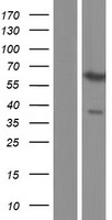 PAX3 Human Over-expression Lysates NM_181459