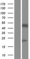 ls005077 pax3 human over expression lysates nm 181461 wb testing 4