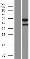 ls005080 pax6 human over expression lysates nm 000280 wb testing 1