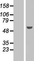 ls005080 pax6 human over expression lysates nm 001604 wb testing 2