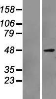 ls005081 pax7 human over expression lysates nm 013945 wb testing 3