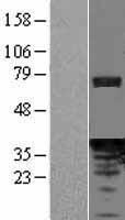 PDCL Human Over-expression Lysates NM_005388