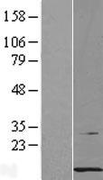 ls005092 pcbd1 human over expression lysates nm 000281 wb testing 1