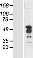 ls005094 pcbp2 human over expression lysates nm 005016 wb testing 2