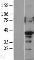 ls005094 pcbp2 human over expression lysates nm 031989 wb testing 3
