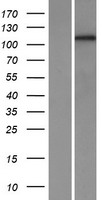 PCDH1 Human Over-expression Lysates NM_002587