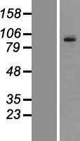 ls005098 pcdhgc3 human over expression lysates nm 002588 wb testing 1