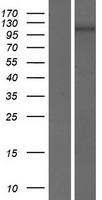 PCDH7 Human Over-expression Lysates NM_001173523