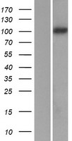 PCDH8 Human Over-expression Lysates NM_002590