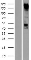 ls005101 pcdh9 human over expression lysates nm 203487 wb testing 1