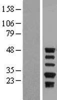 ls005104 protein c inhibitor serpina5 human over expression lysates nm 000624 wb testing 1