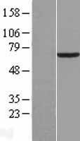 PCK1 Human Over-expression Lysates NM_002591