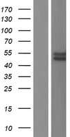 ls005106 pck2 human over expression lysates nm 001018073 wb testing 2