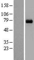 ls005106 pck2 human over expression lysates nm 004563 wb testing 1