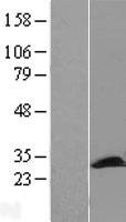 PCMT1 Human Over-expression Lysates NM_005389