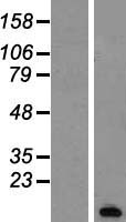 PCP4 Human Over-expression Lysates NM_006198