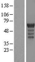 ls005127 pctaire1 cdk16 human over expression lysates nm 033018 wb testing 3