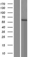 ls005128 pctaire2 cdk17 human over expression lysates nm 001170464 wb testing 2