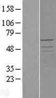 ls005128 pctaire2 cdk17 human over expression lysates nm 002595 wb testing 1