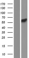 ls005129 pctaire3 cdk18 human over expression lysates nm 212503 wb testing 3