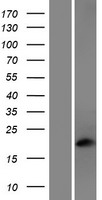 PHOS (PDC) Human Over-expression Lysates NM_022576
