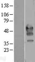 PD1 (PDCD1) Human Over-expression Lysates NM_005018